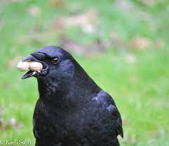Depending on their age and species, baby birds may eat every 10 to 20 minutes for 12 to 14 hours per day, consuming a diet rich in insects for sufficient protein to ensure healthy growth. Blue Eyes Caramel Wings And Other Crazy Facts About Crows Kuow News And Information