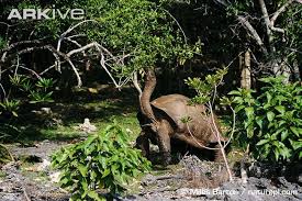 Adw: Dipsochelys Dussumieri: Information