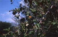 Image result for Ehretia obtusifolia