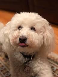 My 3 year old mini goldendoodle Kenobi and 8 month Bernedoodle Leia