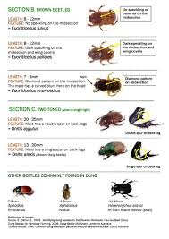 dung beetle identification chart part 2 brown and 2 toned