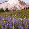 Lancaster flowers will deliver flowers right to your door. Https Encrypted Tbn0 Gstatic Com Images Q Tbn And9gctnsmhymqdiguxcywkj5jboi2sdvb0c1wsq5eqqjhvyu6s2nw1r Usqp Cau