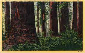 Image result for public doman photos Redwoods