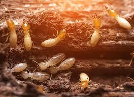 Appearing in terre haute city court. Terre Haute In Pest Control 2507 South 4th St Terre Haute Indiana