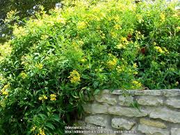 Yellow butterfly vine (mascagnia macroptera). Yellow Butterfly Vine Callaeum Macropterum Garden Org