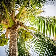 We did not find results for: Facts About The Coconut Tree Description And Uses Owlcation
