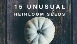 Guide to Growing Brandywine Tomatoes