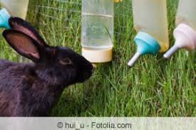 Das problem ist meist, dass diese eigentlich tolle gedanke aufgrund von fehlendem handwerklichem geschick meerschweinchengehege können sie ganz einfach selber bauen. Kaninchengehege Selber Bauen Anleitung Gartendialog De