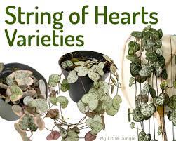We did not find results for: String Of Hearts Varieties Ceropegia Woodii Photos My Little Jungle