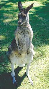 The Wacky History Of Kangaroos In Wisconsin The Advance Titan