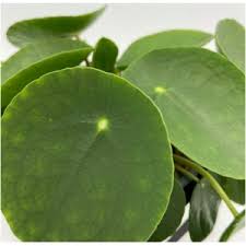 Image result for Pilea bambuseti