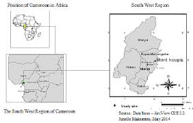 Image result for Trichoscypha lucens