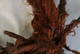 Image result for Pellaea dura