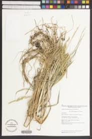 Image result for Echinochloa brevipedicellata