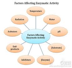 Effect Of Ph On Enzymatic Activity Enzymes Activity Dna Repair Biochemistry