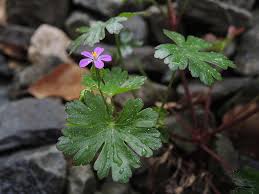 Image result for Geranium mlanjense