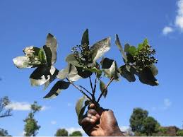 Image result for Syzygium cordatum