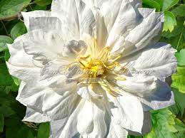 My first attempt with sweet autumn clematis was quite successful. Klematis Ferst Lav Kupit Sazhency Klematisy V Pitomnike V Moskve