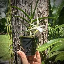Image result for Angraecum