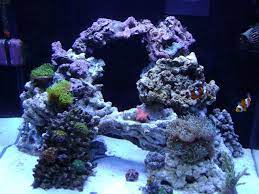 The more you know, the more you know, you don't know. 17 Best Ideas About Reef Aquascaping On Pinterest Reef Aquarium Saltwater Tank And Nano Reef Style Aqua