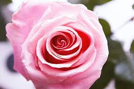 Pink background, pink love, pink flower, pink rose, pink wedding, pink wallpaper, pink color, pink natural, free photos,. Royalty Free Pink Rose Photos Free Download Pxfuel