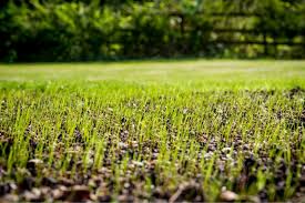 Sprinkle the seeds by hand if you have a small bare spot. How To Patch Repair Bare Spots In Your Lawn Diy True Value Projects True Value