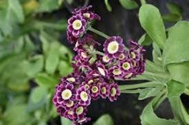 Image result for Primula x pubescens