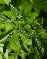 Image result for Galium scabrellum
