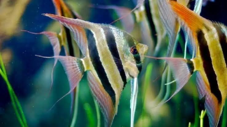 Daftar 10 Jenis Ikan Manfish Terpopuler beserta Harga dan Perawatan - Molly  Jaya Indonesia