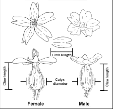 Learn more about the main parts of a flower. 2 Drawing Of A Male And Female S Marizii Flower Showing The Three Download Scientific Diagram