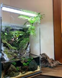 Tall Cube Paludarium Setup