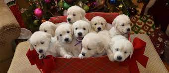 Check spelling or type a new query. English Cream Golden Retriever Puppies White Golden Retriever For Sale Dedicated To Healthy Breeding Of English Cream Golden Retrievers