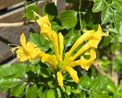 Image result for Tecomaria capensis