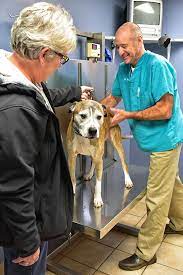 Animal care hospitals of metro detroit offer emergency and pet care services at locations including donovan, farmington hills, dearborn heights and lincoln park. About Us Animal Hospital Of Waterford