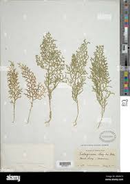 Image result for Selaginella goudotiana