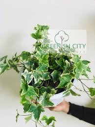 Examples of 'pinang' in a sentence. Gnc Live Plant English Ivy Plant Pokok Gantung Ivy å¸¸æ˜¥è—¤ Gardenmart4u Com