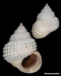 Image result for Marsdenia schimperi