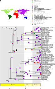 Image result for Phacelurus huillensis