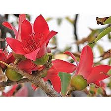 Image result for Bombax ceiba