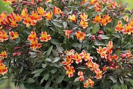 Check spelling or type a new query. Alstroemeria Indian Summer Plants Deal Plants Flowers Deals In Gloucestershire