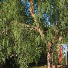 Got a spot in your yard like a patio that you'd like to shield from the sun and the neighbors' view? Schinus Molle Peppercorn Tree Garden Express