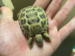Underground reptiles supplies some of the best tortoises for sale in the world! Tortoises For Sale In Leicester Buy Sell Rehome Reptiles Pets4homes