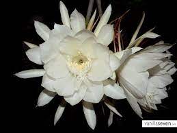 Pin On Kadupul Flower