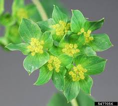 Image result for Lythrum rotundifolium
