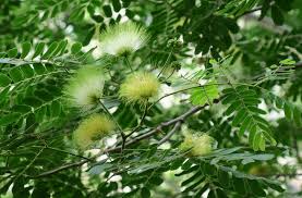 Image result for Albizia lebbeck