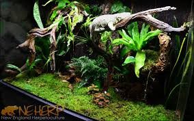 NEHERP - Vivarium Photo Gallery 1 of 2