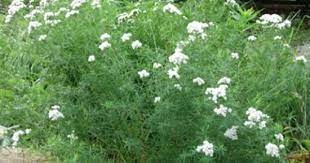 Virginia Mountain Mint Pycnanthemum Virginianum Landscaping Plants Perenial Flowers Bees Plants