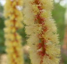 Image result for Acacia burkei