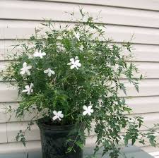 Image result for Jasminum grandiflorum