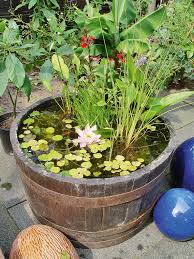 Auf diese weise haben sie die chance, ihren eigenen garten zu verschönern! Teich Im Fass Selbst De